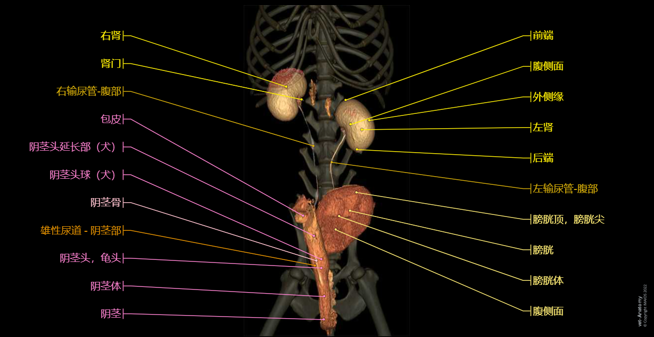Dog - 3D - Urogenital system: Penis, Penile bone [Baculum], Urinary bladder, Male urethra, Male genital organs