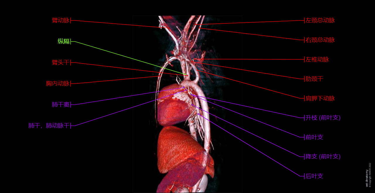 Dog - Mediastinal vessels: Ascending aorta, Brachiocephalic trunk, Left subclavian artery, Thoracic aorta (Descending aorta), Cranial vena cava, Right azygos vein, Pulmonary arteries, Pulmonary veins