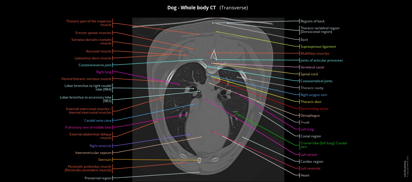 Anatomy atlas of canine thorax on CT