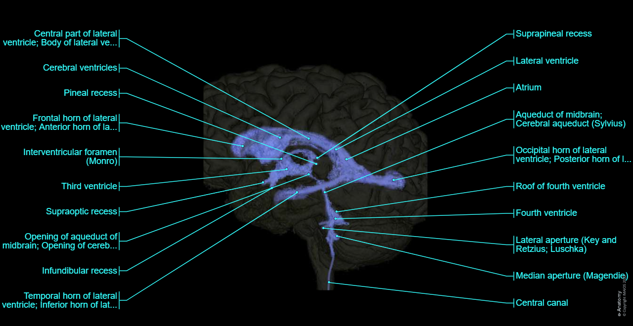 Lateral ventricle, Third ventricle, Fourth ventricle, Aqueduct of midbrain; Cerebral aqueduct