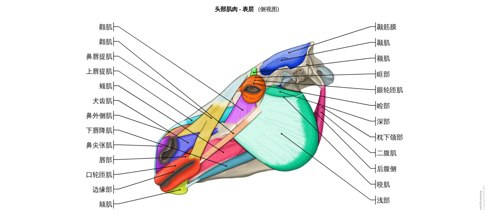 马头部肌肉解剖标注图解