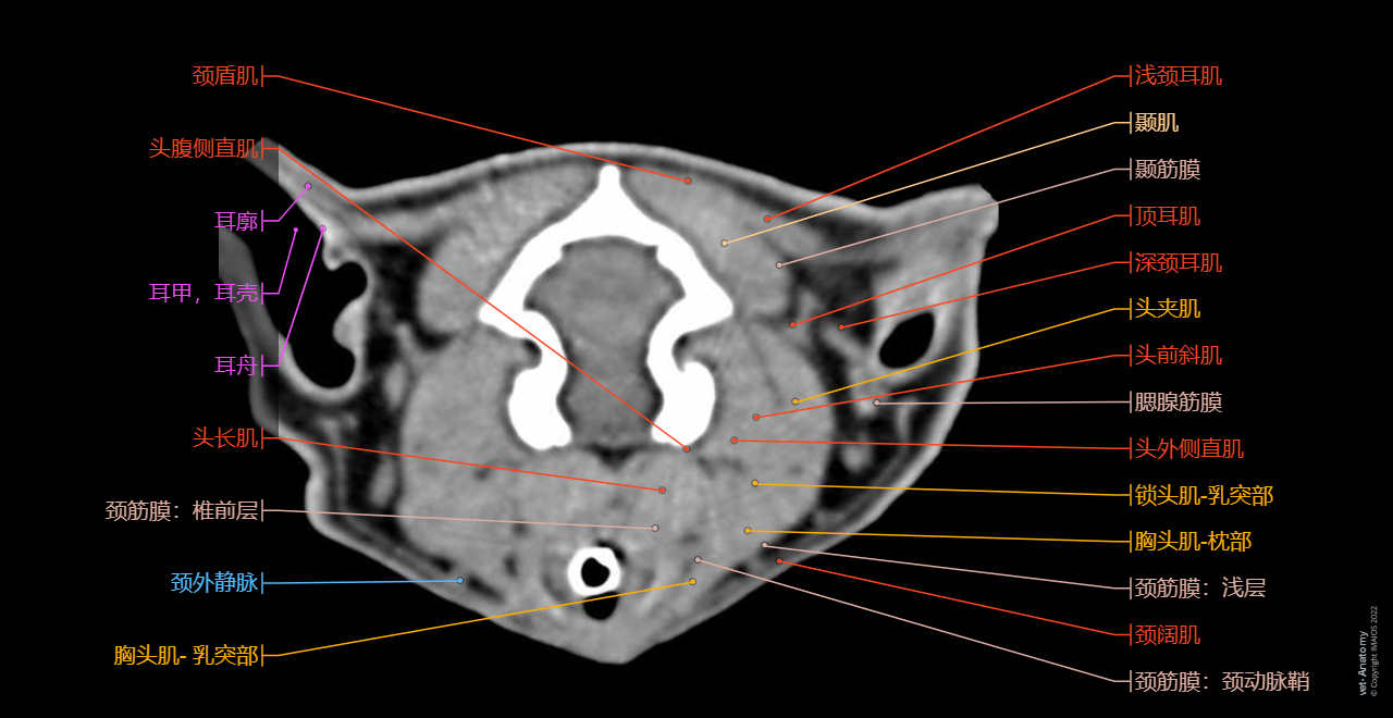 Cat: External jugular vein - Auricle; Pinna - CT