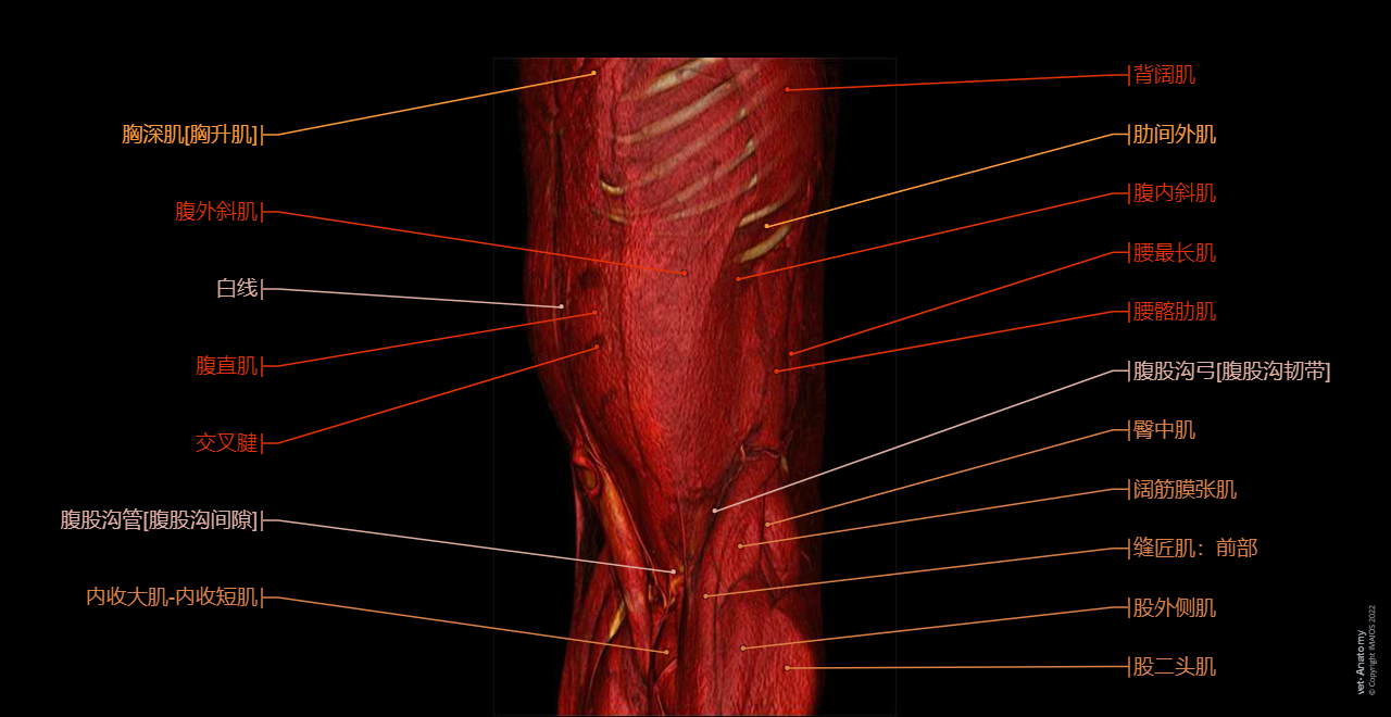 Abdomen and pelvis anatomy of the dog on CT - Anatomy atlas - 3D: Myology - Muscles of abdomen - Muscles of the tail [coccygeal]