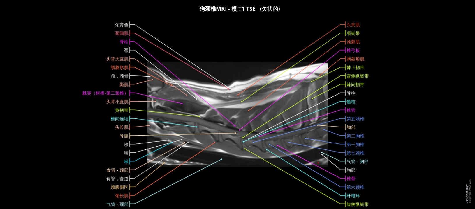 犬颈椎磁共振成像（已做标注）