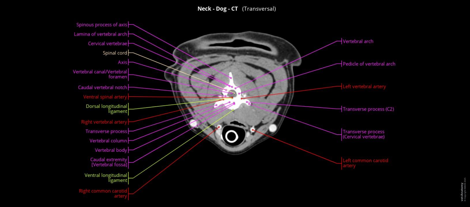 Dog Neck Anatomy of the dog’s neck on CT | vet-Anatomy