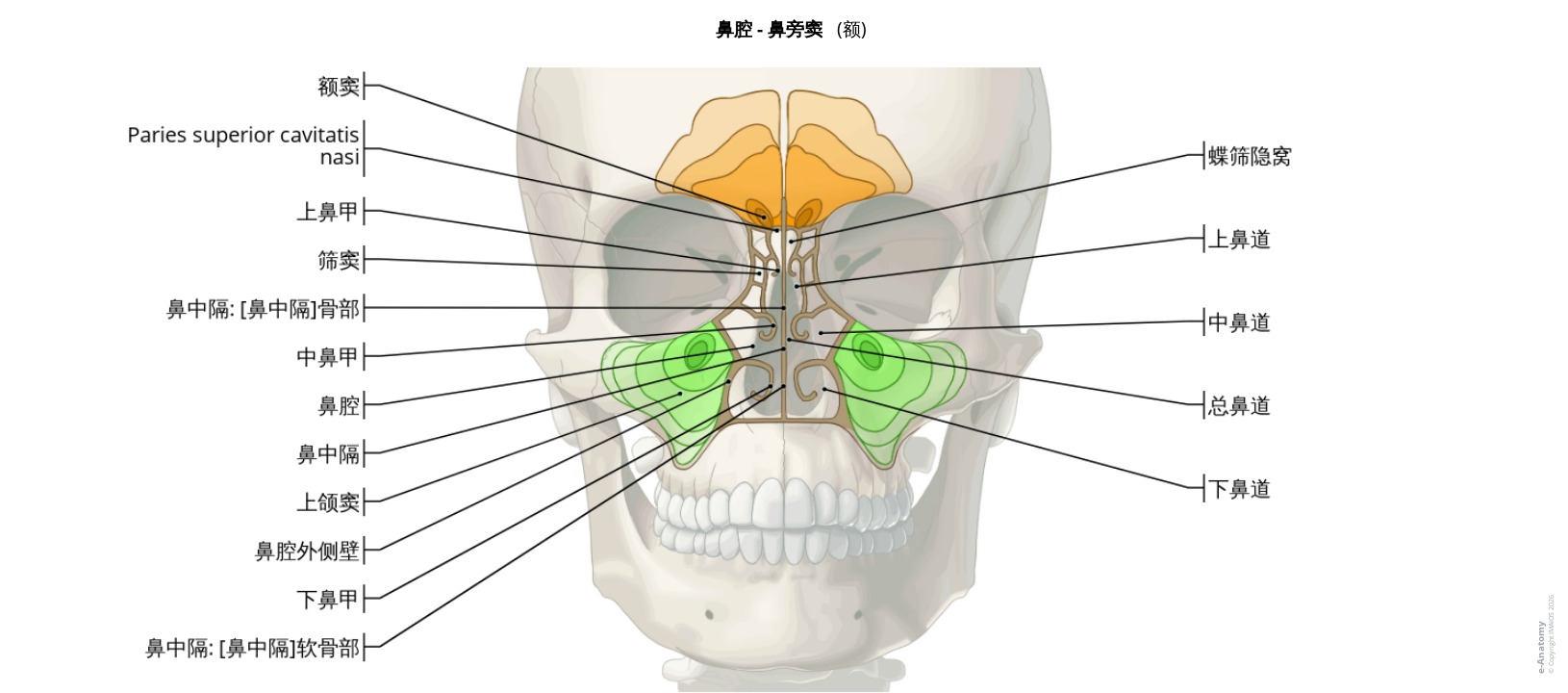 鼻旁窦解剖标注图谱