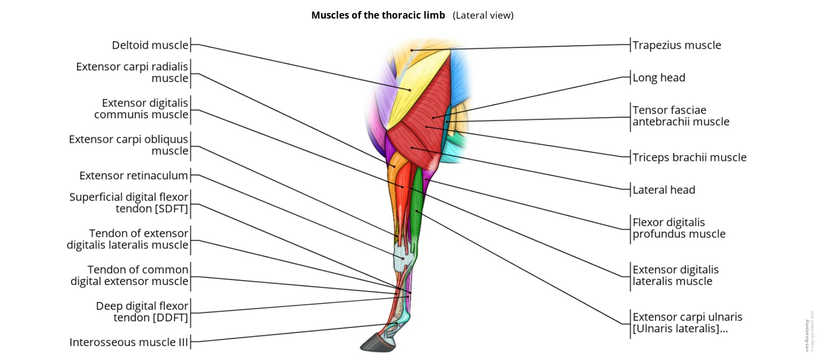 Anatomy atlas of the muscles of the horse thoracic limb on a labeled illustration