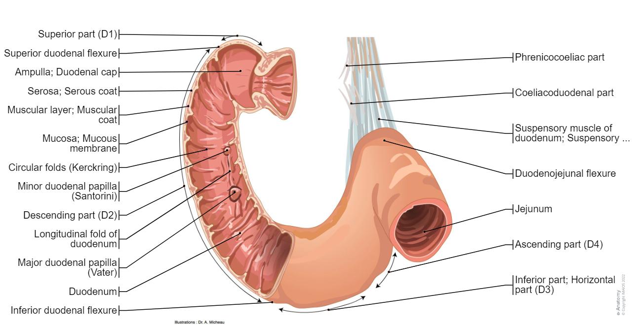 D4 Duodenum Abdomen and digestive system diagrams: normal anatomy | e-Anatomy