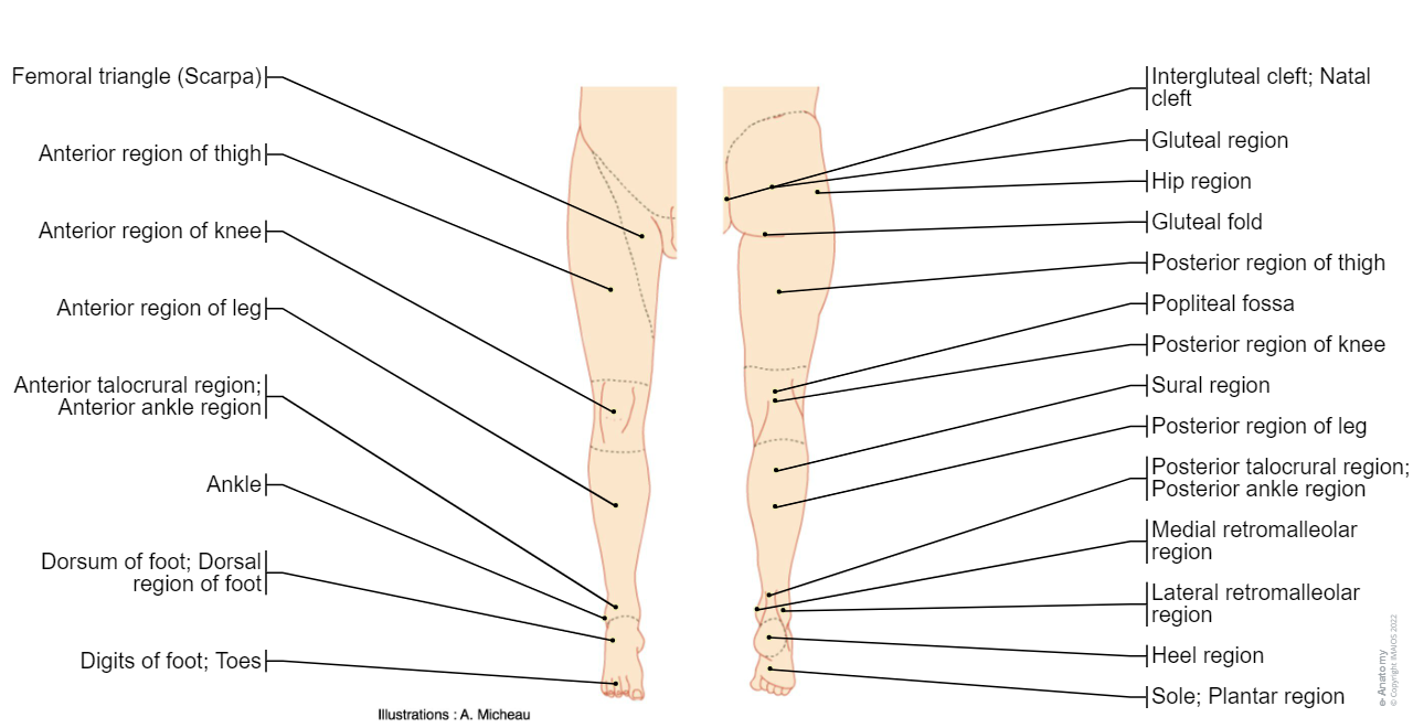 Regions of lower limb - Illustrations: A. Micheau - MD - E-anatomy, Imaios : Gluteal region, Intergluteal cleft; Natal cleft, Gluteal fold, Hip region, Femoral region, Anterior region of thigh, Femoral triangle, Posterior region of thigh, Knee region, Anterior region of knee, Posterior region of knee, Popliteal fossa, Leg region, Anterior region of leg, Posterior region of leg, Sural region, Anterior talocrural region; Anterior ankle region, Posterior talocrural region; Posterior ankle region, Lateral retromalleolar region, Medial retromalleolar region, Foot region, Heel region, Dorsum of foot; Dorsal region of foot, Sole; Plantar region, Ankle region, Metatarsal region, Digits of foot; Toes