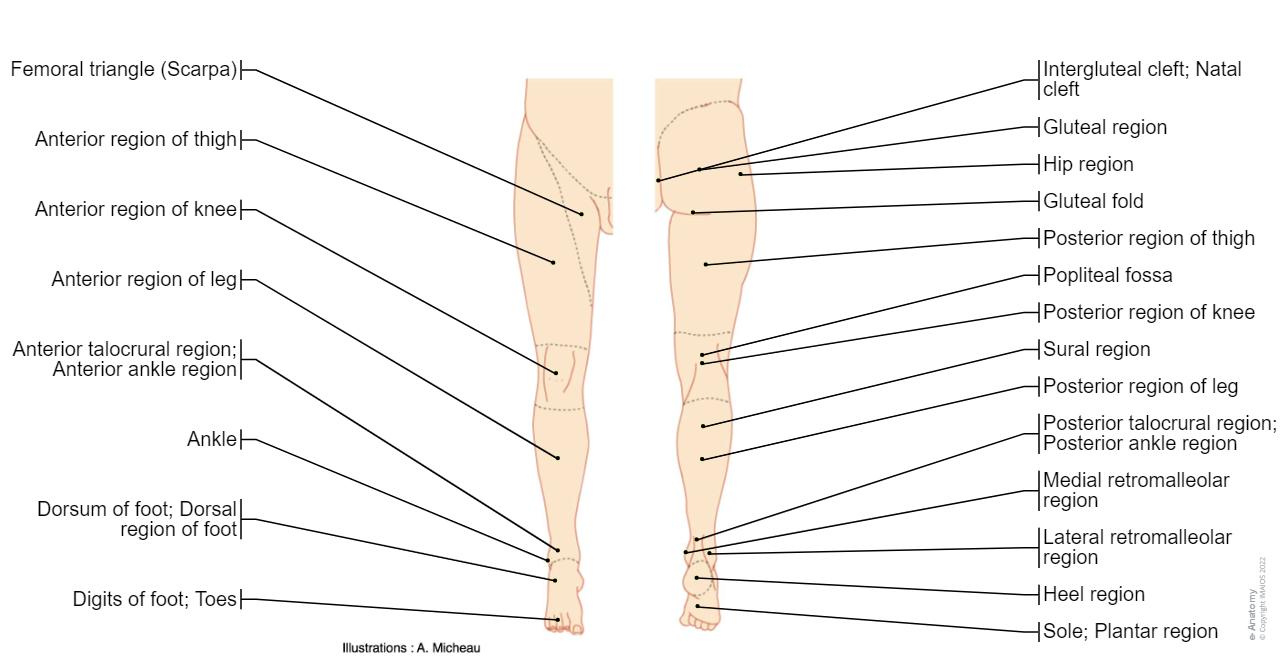 Anatomy of lower limb | e-Anatomy