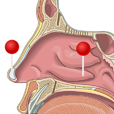 Nose Depth e-Anatomy, the Anatomy of Imaging