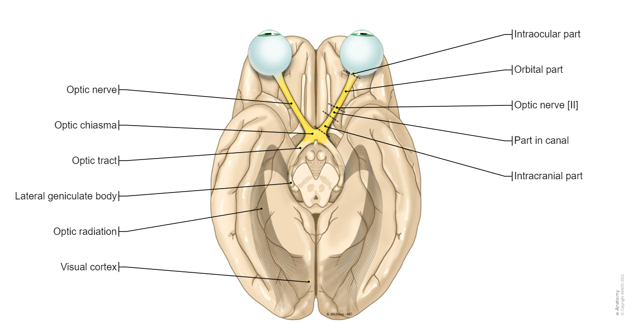 Visual system: Optic nerve [II], Optic tract, Optic chiasma
