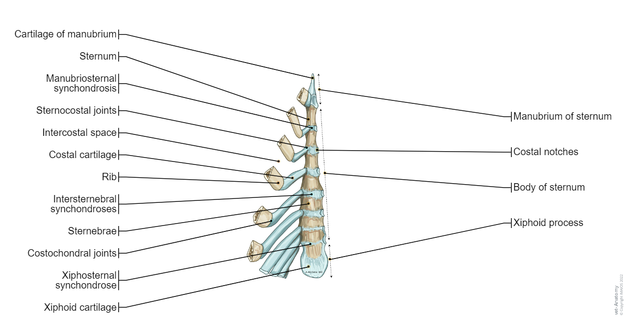Sternum-Veterinary anatomy (Horse):Manubrium of sternum, Cartilage of manubrium, Sternebrae, Xiphoid process