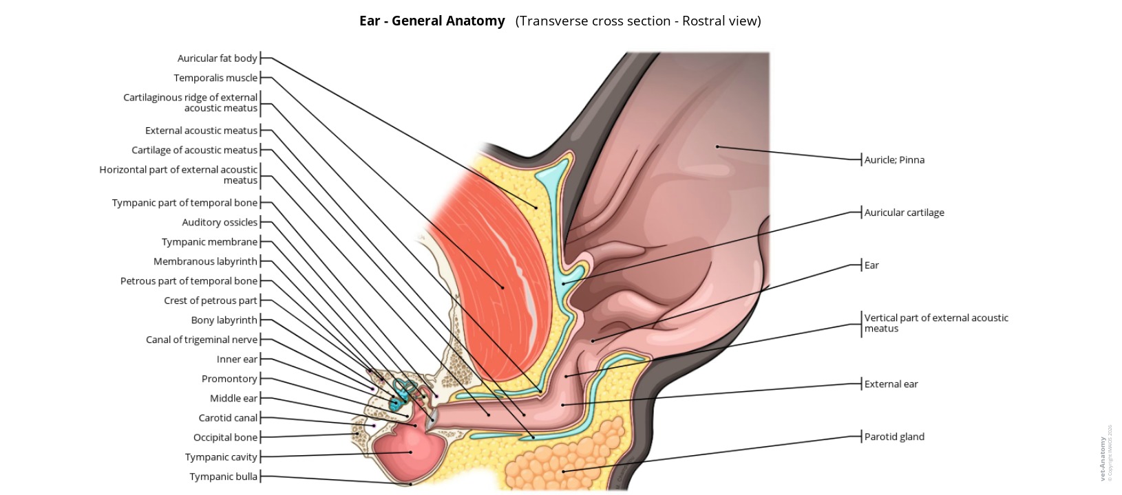 Anatomy atlas of a the dog's ear