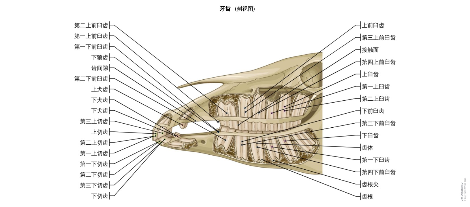 马颅骨牙齿解剖标注图解