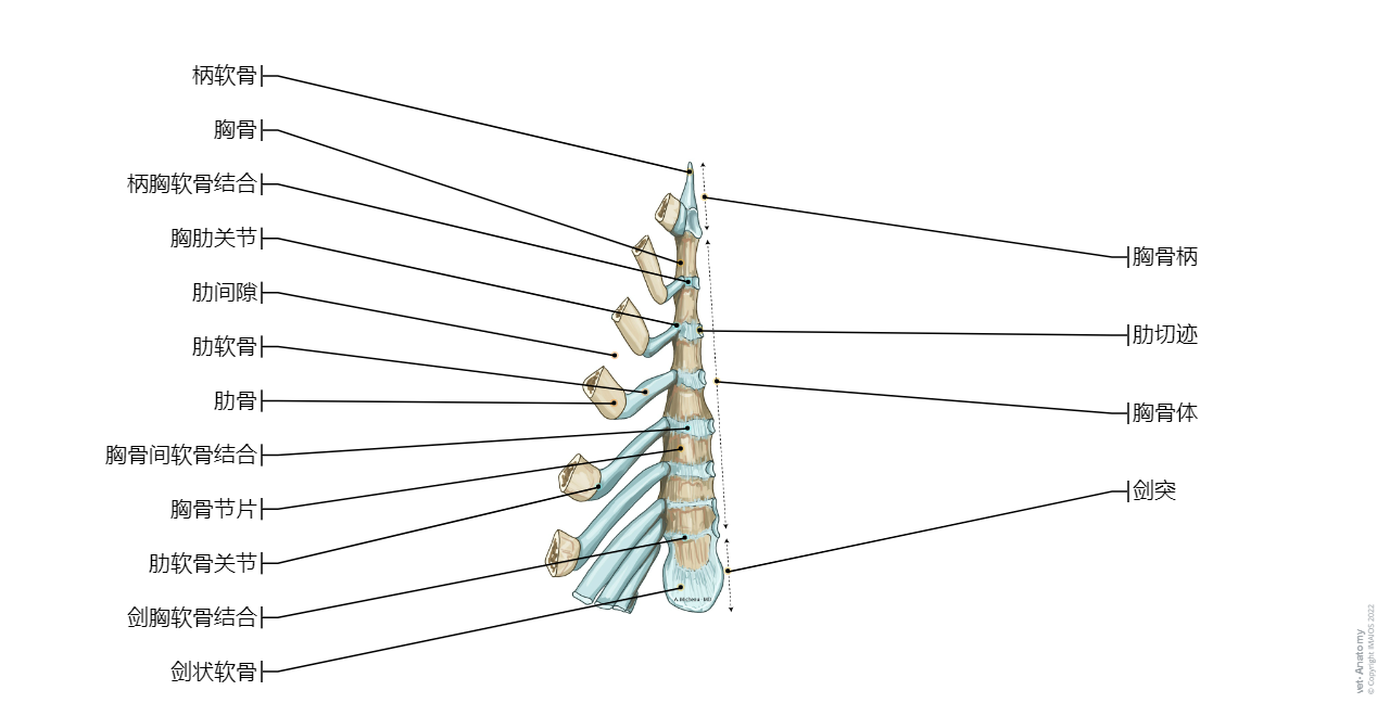 Sternum-Veterinary anatomy (Horse):Manubrium of sternum, Cartilage of manubrium, Sternebrae, Xiphoid process