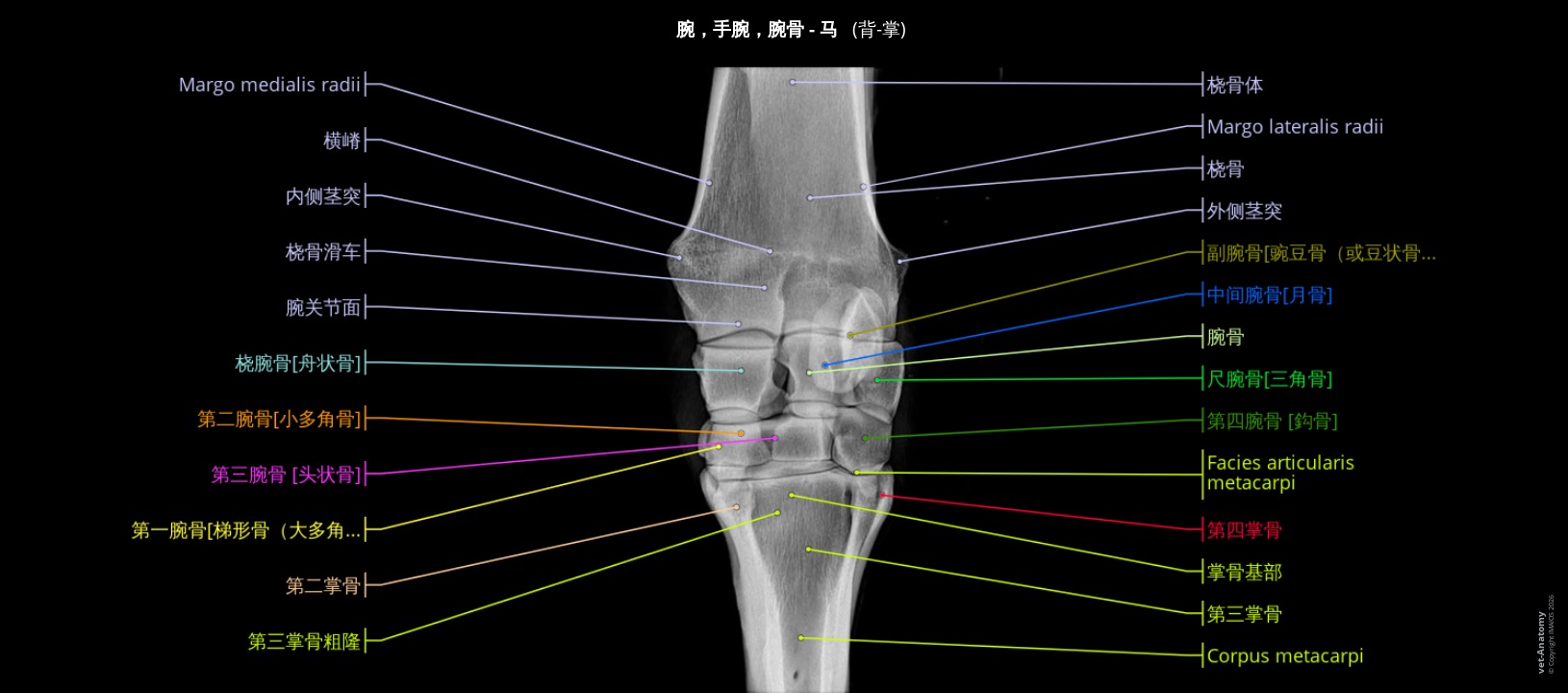 马腕关节X射线解剖结构