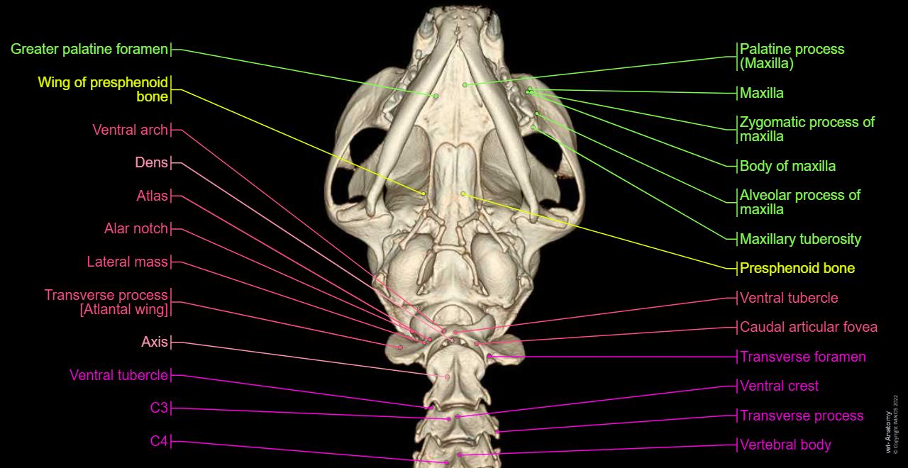 Cat Anatomy atlas: Mandible - Inferior - 3D