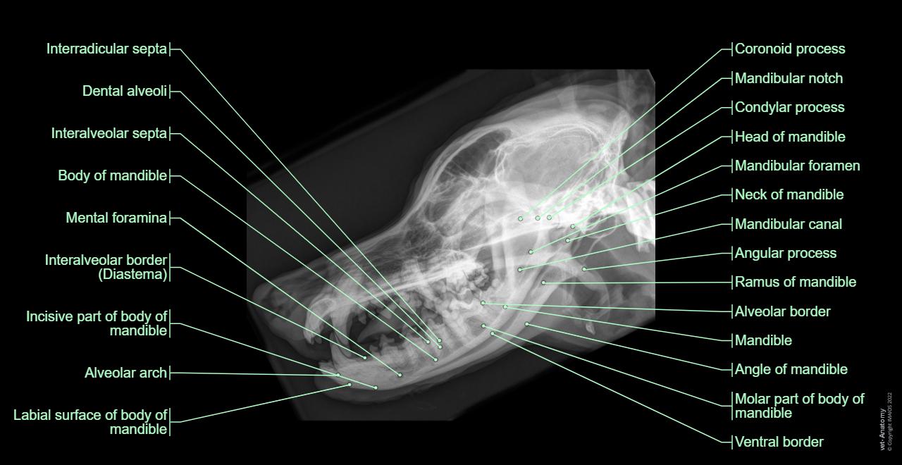 vet-Anatomy: Dog - Osteology (Radiographs) - Head - Latero-lateral