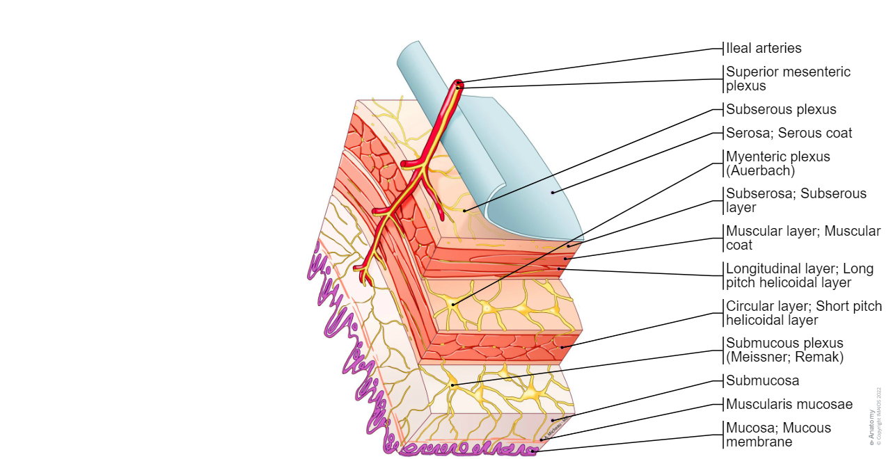 Enteric plexus: Subserous plexus, Myenteric plexus, Submucous plexus