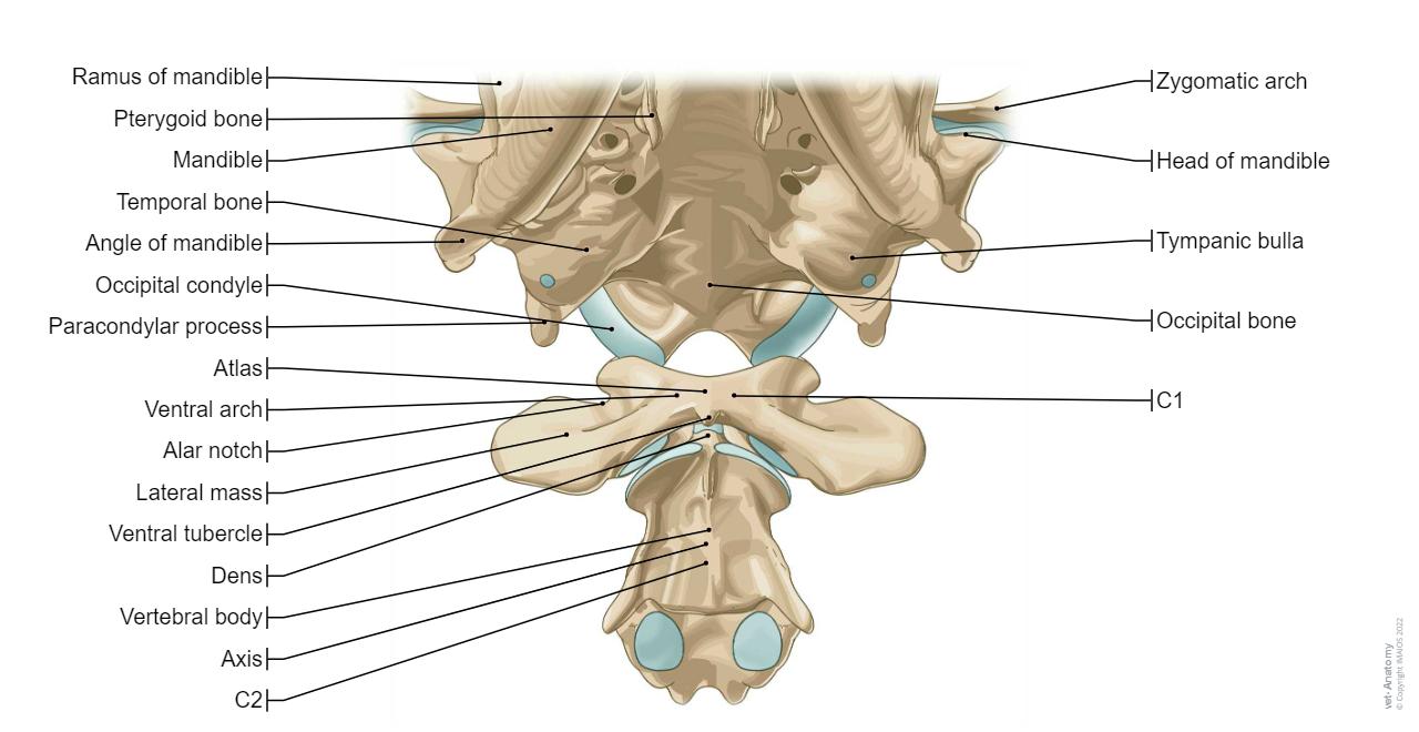 Cervical vertebrae - External surface of cranial base
