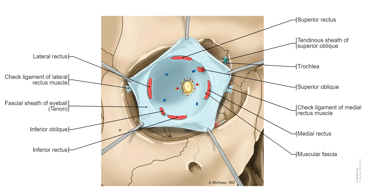 Fascial sheath of eyeball (Tenon) - Orbital cavity