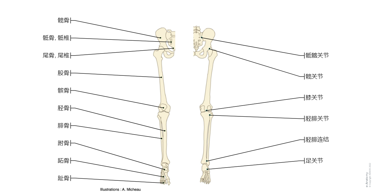 Hip bone; Coxal bone; Pelvic bone - Lateral view : 3D pictures, Anatomy atlas, Pelvic girdle,  Hip bone; Coxal bone; Pelvic bone, Acetabulum,  Acetabular margin,  Acetabular fossa,  Acetabular notch,  Lunate surface,  Ischiopubic ramus,  Obturator foramen,  Greater sciatic notch,  Ilium,  Body of ilium Supraacetabular groove Ala of ilium; Wing of ilium Arcuate line Iliac crest, Outer lip,  Tuberculum of iliac crest,  Intermediate line , Anterior superior iliac spine,  Anterior inferior iliac spine  ,Posterior superior iliac spine,  Posterior inferior iliac spine,  Gluteal surface,  Anterior gluteal line,  Posterior gluteal line,  Inferior gluteal line,  Ischium,  Body of ischium,  Ramus of ischium,  Ischial tuberosity,  Ischial spine,  Lesser sciatic notch,  Pubis,  Body,  Pubic tubercle,  Pubic crest,  Superior pubic ramus,  Obturator crest,  Obturator groove