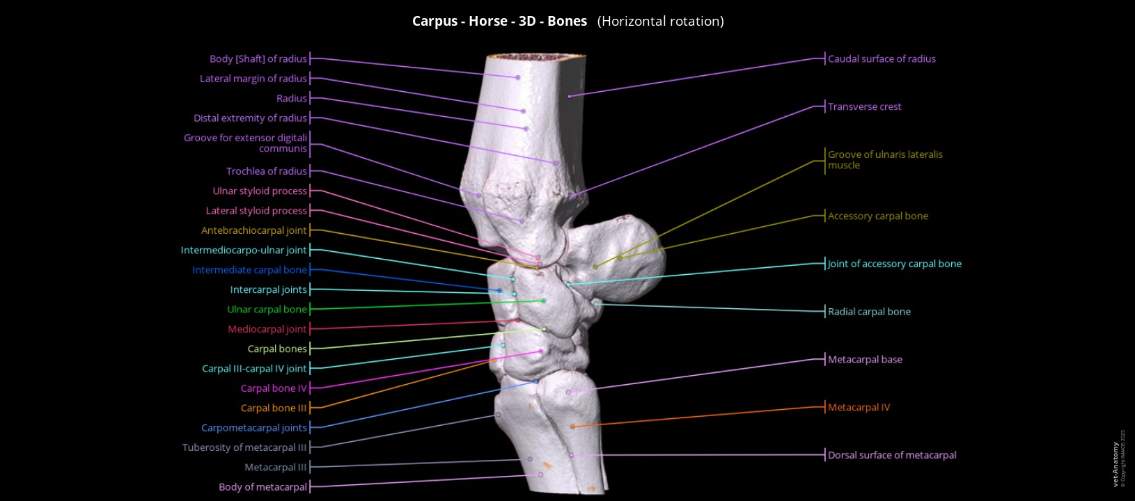 3D-Carpus, radius and ulna of a horse