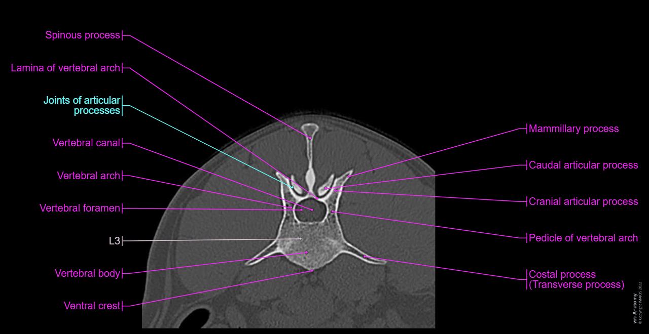 Anatomy of the canine lumbar spine (CT): Lumbar vertebrae, Costal process (Transverse process), Spinous process, Vertebral canal, Pedicle of vertebral arch