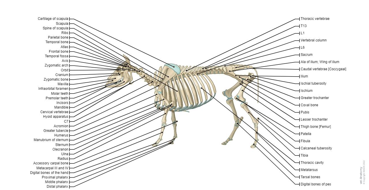 Bull-Cow - Osteology