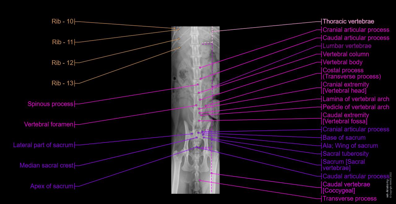 Lumbar vertebrae - Pelvis - Radiography - Ventro-dorsal
