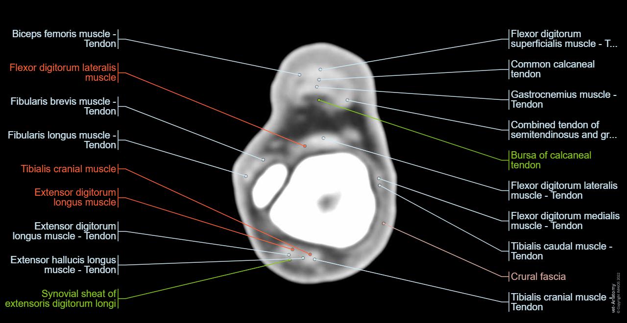 canine-ankle-ct-calcaneal-tendon-en