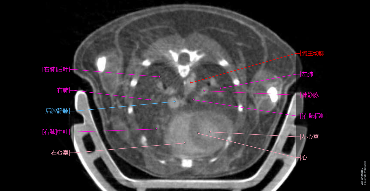 Mouse - Thorax - CT: Heart, Trachea, Bronchi, Right lung, Left lung