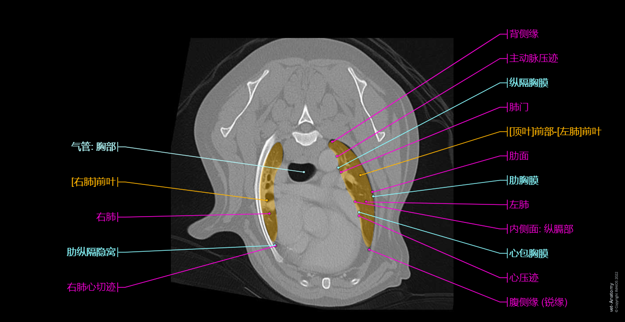 vet-Anatomy: Cross-sectional anatomy of the canine thorax on CT imaging (lungs, trachea, heart, mediastinum, diaphragma, liver, rib cage, thoracic spine)