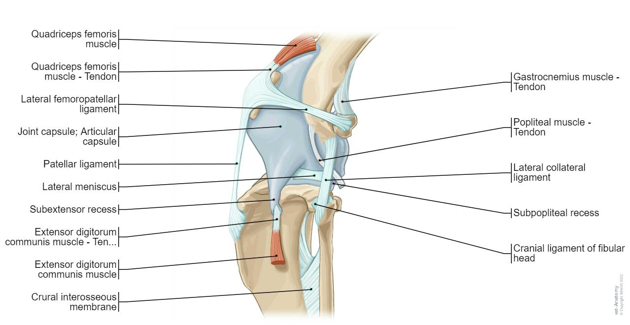 Stifle joint - Muscles