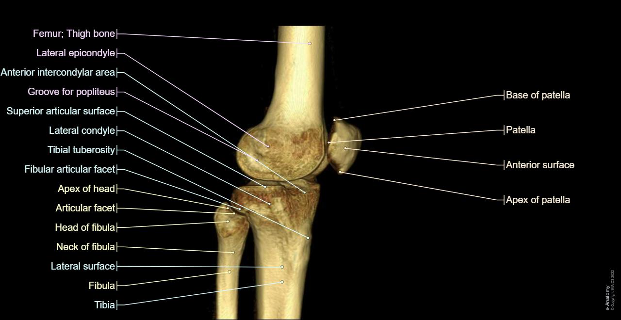 Knee : 3D