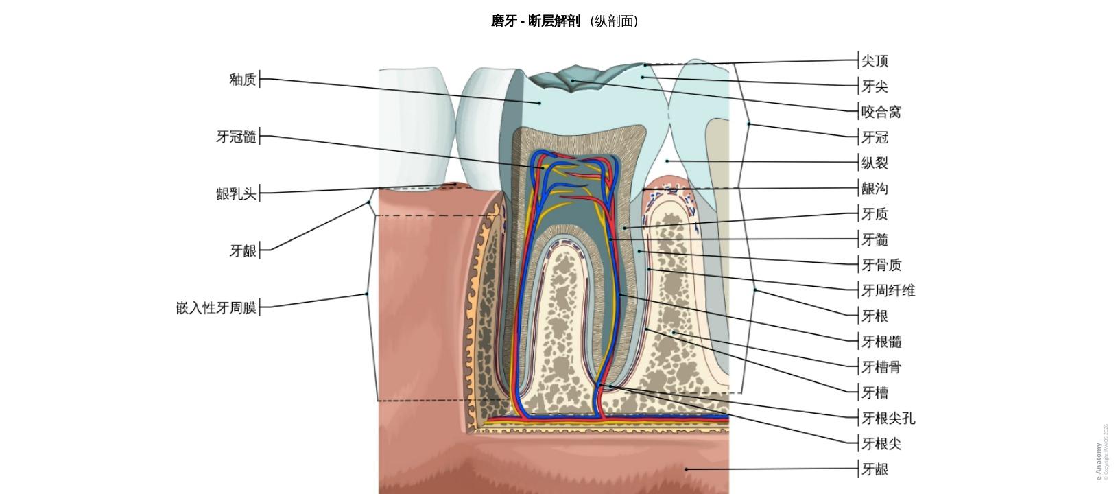 牙齿解剖:附54个标记和定义的图解 | e-Anatomy
