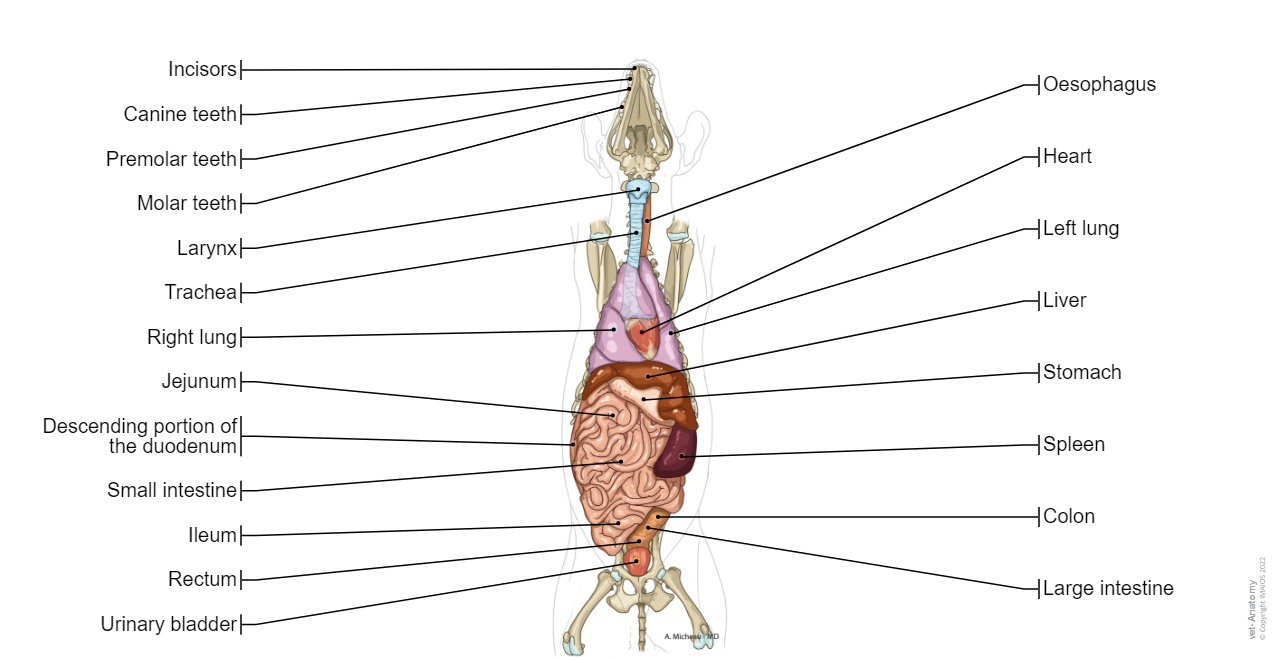 Dog - Thorax/Abdomen/Pelvis: Lung [droit et gauche], Liver, Small intestine