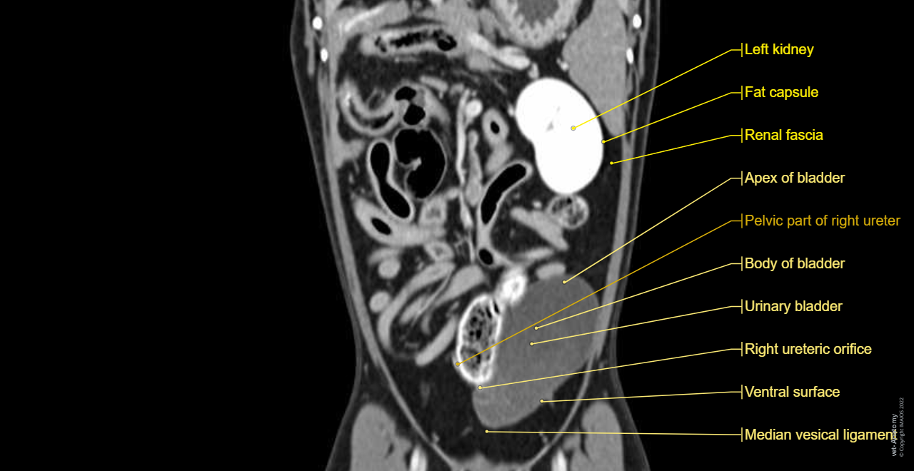 Dog - Urinary organs: Kidney, Ureter, Urinary bladder, Male urethra
