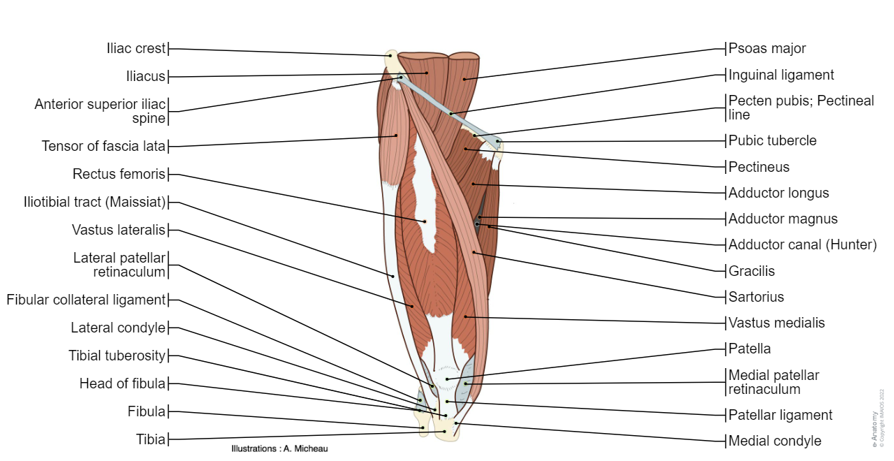 Muscles; Muscular system - Human body : Anterior compartment of thigh - Human anatomy :Iliacus, Psoas major, Tensor of fascia lata, Sartorius,  Quadriceps femori,  Rectus femoris, Vastus lateralis,  Vastus intermedius,  Vastus medialis, Pectineus, Adductor longus, Adductor magnus, Gracilis, Iliotibial tract, Lateral patellar retinaculum, Medial patellar retinaculum, Patellar ligament