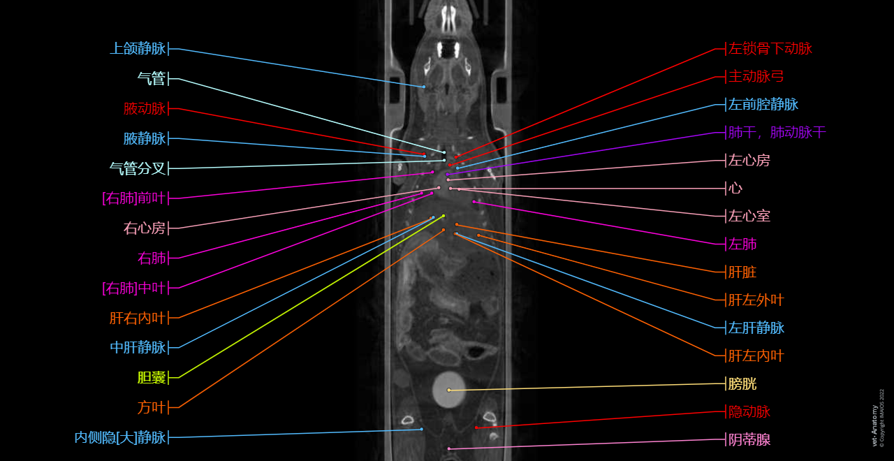 Anatomy of the laboratory mouse: in vivo imaging atlas on a high-resolution X-ray computed tomography (micro-CT)