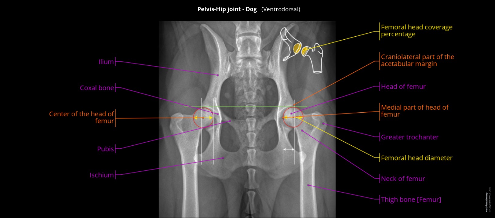Atlas of radiological anatomy of the dog's hip