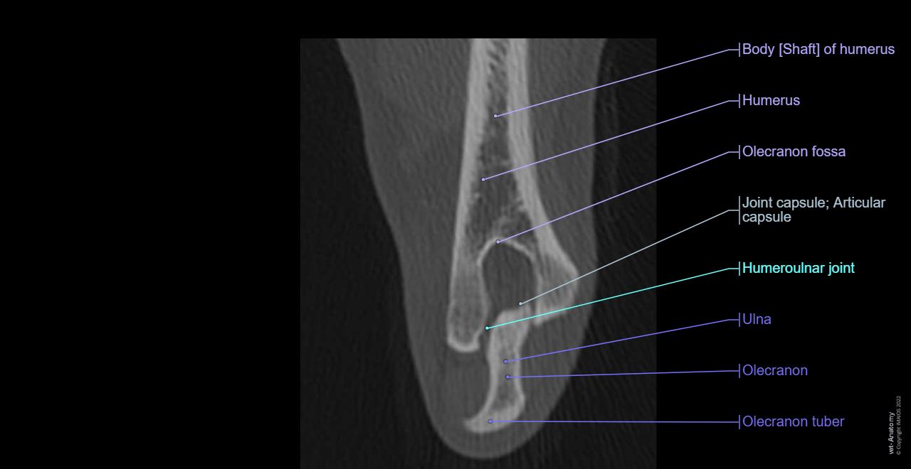 vet-Anatomy: Dog - CT - Elbow joint (Humerus, Radius, Ulna