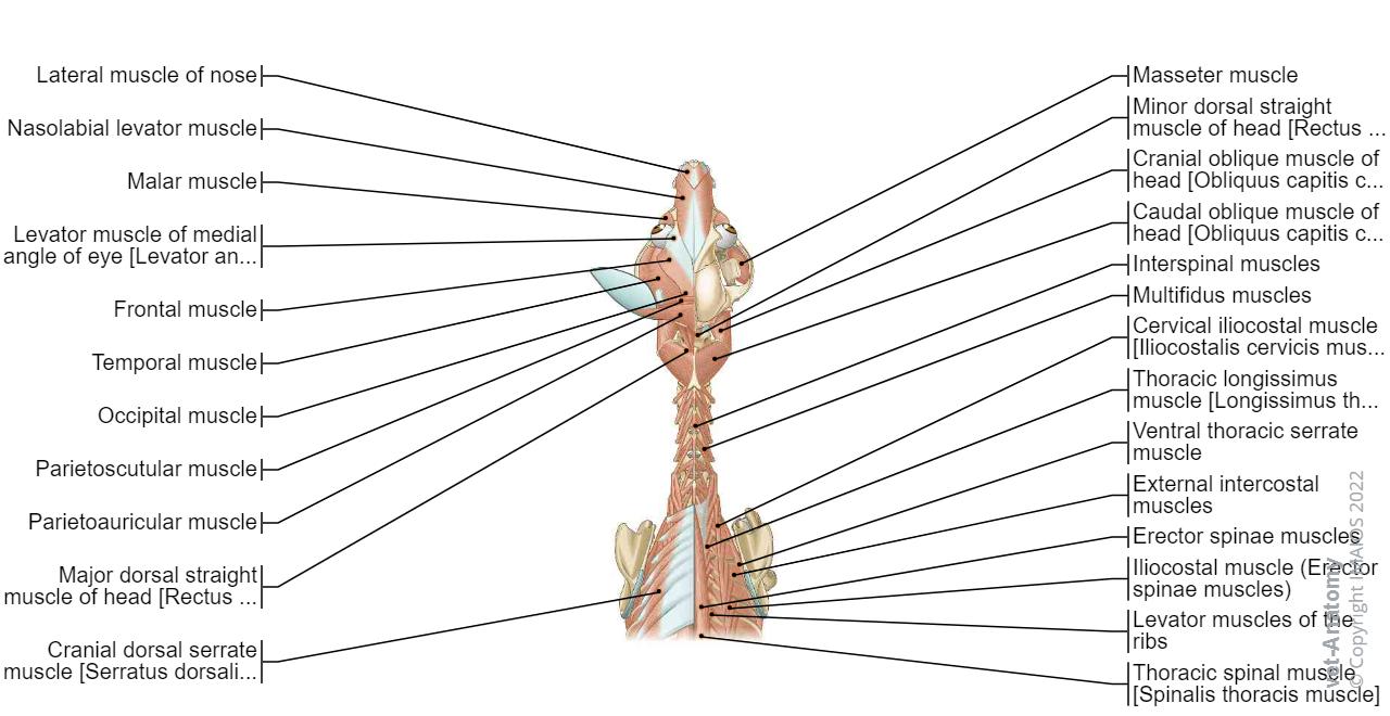 Dorsal view - Head / Neck - Muscles - Dorsal view