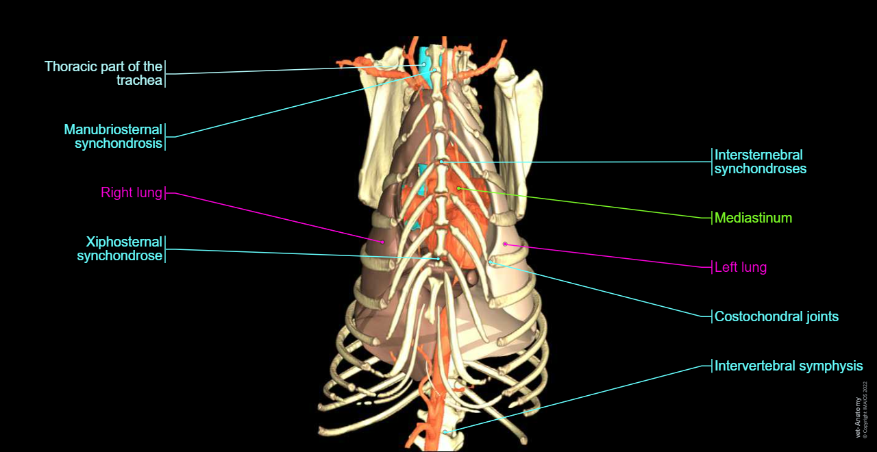 Thorax - Anatomy atlas - 3D: Thoracic cavity, Manubrium of sternum, Sternebrae, Ribs, Mediastinum