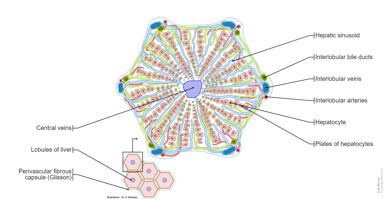 Histology - Lobules of liver: Interlobular arteries, Interlobular veins, Central veins, Interlobular bile ducts, Hepatic sinusoid