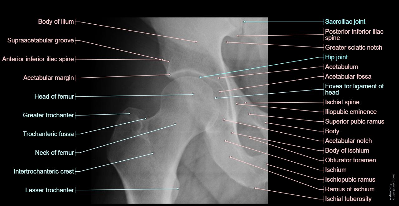 Anatomy of the lower limb in standard radiology: Hip, Hip joint, Head of femur