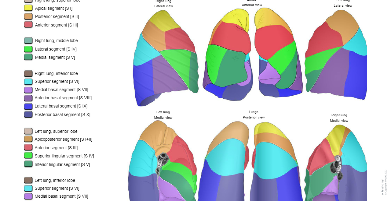 Bronchopulmonary segments : Apical segment [S I] Posterior segment [S II] Anterior segment [S III] Lateral segment [S IV] Medial segment [S V] Superior segment [S VI] Superior segment (Fowler) [S VI] Medial basal segment [S VII] Medial basal segment [S VII] Medial basal segment [S VII] Anterior basal segment [S VIII] Lateral basal segment [S IX] Posterior basal segment [S X]