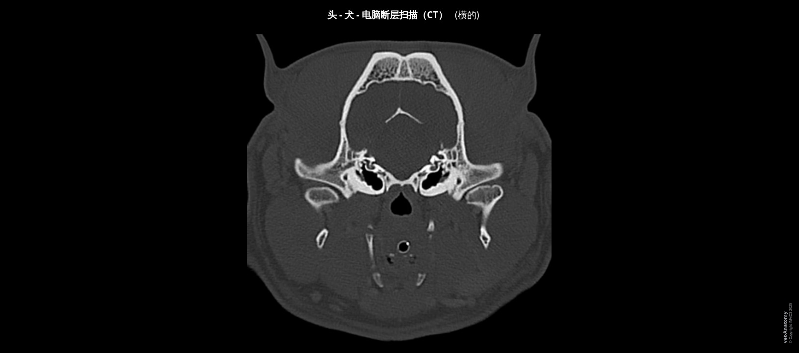 短头犬头部鼓泡层面已标记CT扫描。