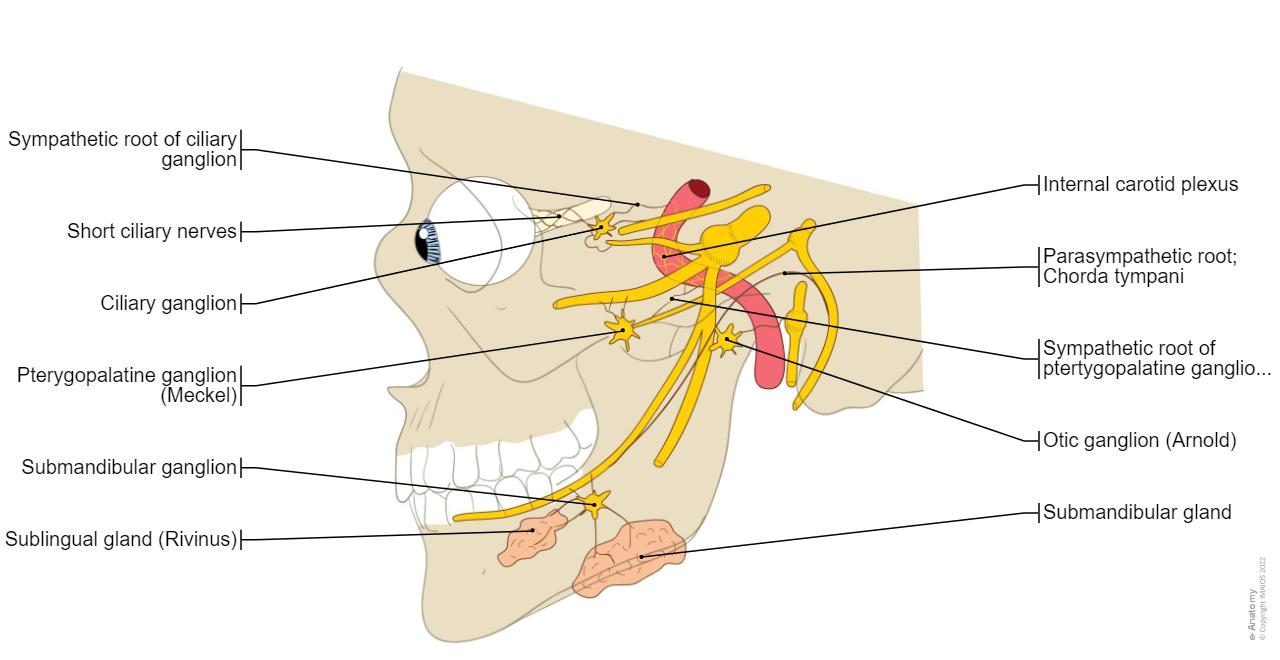 Cranial nerves : Parasympathetic part / Sympathetic part - Anatomy/Illustrations : Ciliary ganglion, Otic ganglion, Pterygopalatine ganglion, Sublingual ganglion, Submandibular ganglion, Sympathetic root of ciliary ganglion, Branch to ciliary ganglion; Parasympathetic root of ciliary ganglion; Oculomotor root of ciliary ganglion, Sensory root of pterygopalatine ganglion; Ganglionic branches of maxillary nerve to pteygopalatine ganglion, Sensory root of submandibular ganglion; Ganglionic branches to submandibular ganglion, Parasympathetic root of pterygopalatine ganglion; Greater petrosal nerve, Sympathetic root of ptertygopalatine ganglion; Deep petrosal nerve, Parasympathetic root of otic ganglion; Lesser petrosal nerve